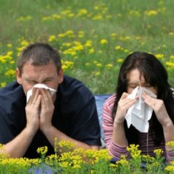 Seasonal Allergy Diagnosis