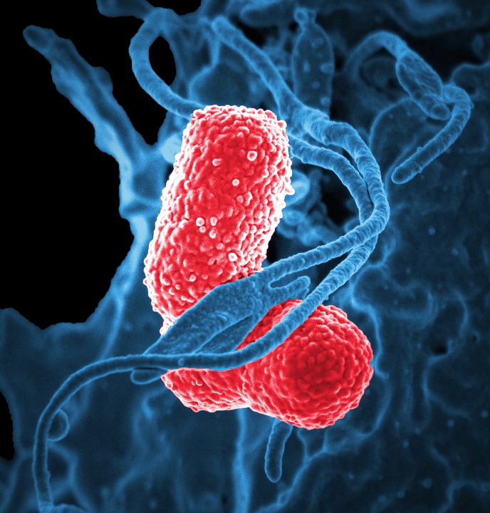 bacteria-pneumonia